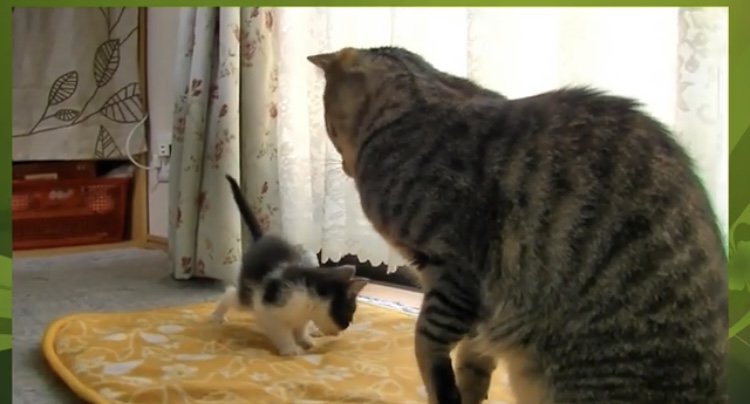 黄色のマットの上にいる2匹