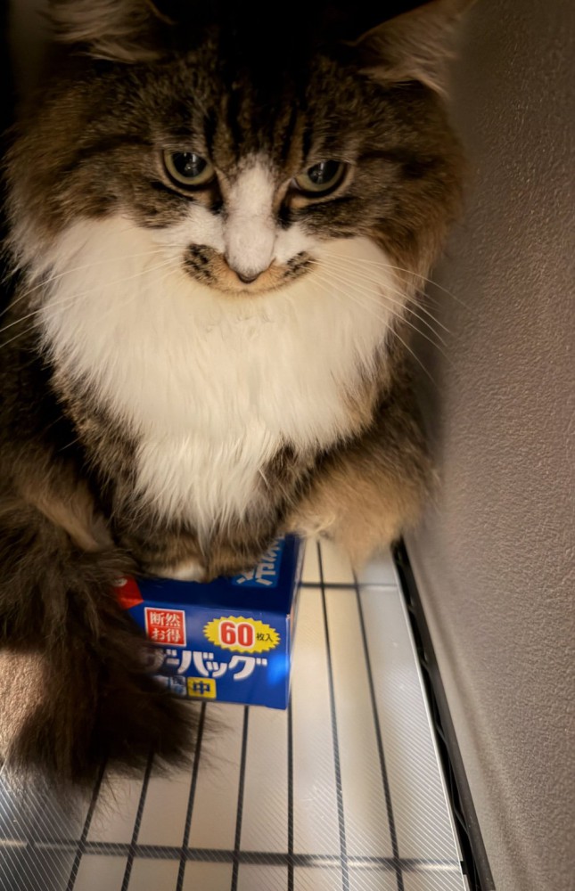 フリーザーバッグに入った猫