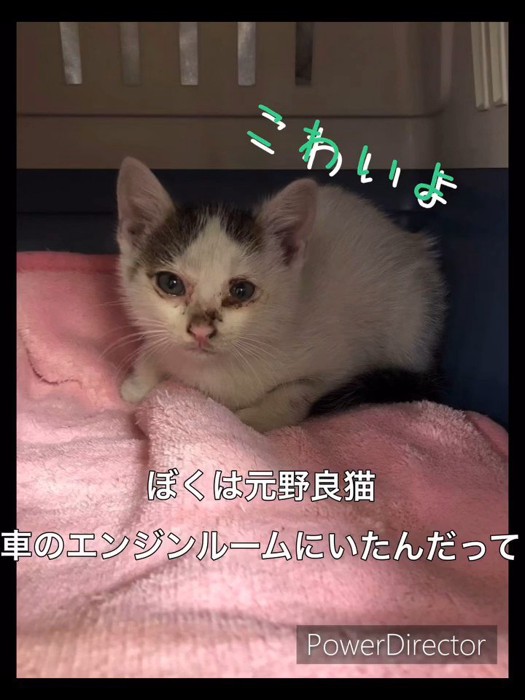 キャリーの中にいる子猫
