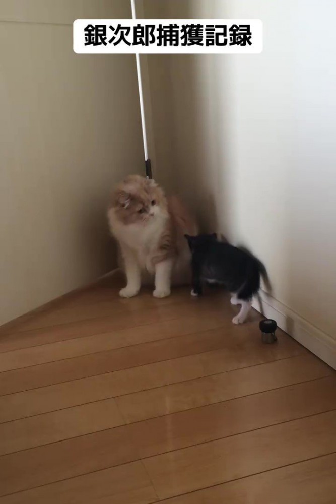 成猫に近づく子猫