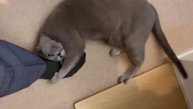 足に抱きつく猫