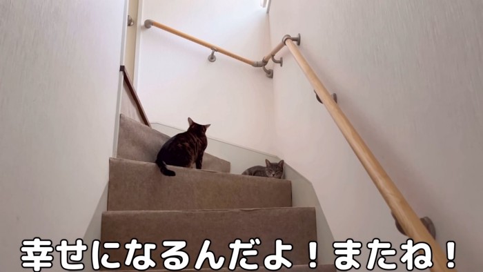 階段にいる2匹の猫