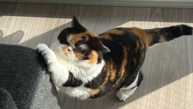 爪とぎしている猫