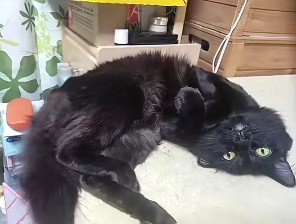 横になってこちらを見る黒猫