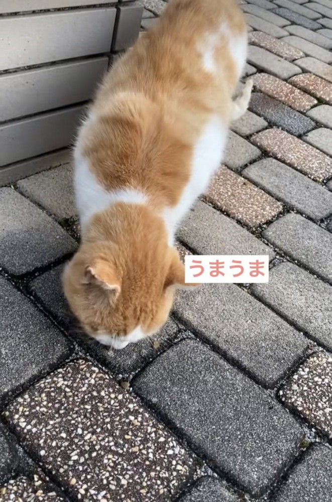 投稿主さんにもらったキャットフードを食べる茶白猫