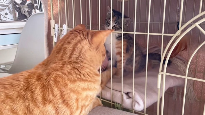 ケージの中の子猫を触ろうとする猫