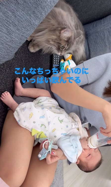 ミルクを飲んでいる赤ちゃんを見つめるグレー猫