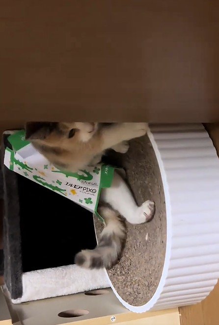 ティッシュ箱を身につけた猫