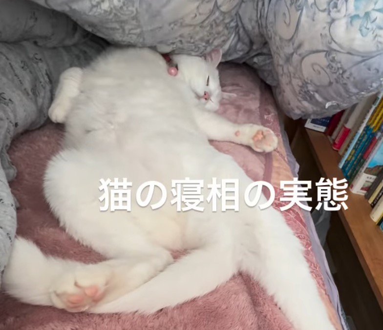 仰向けになって寝ながらしっぽを動かす猫
