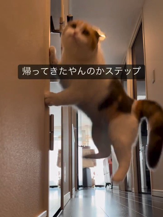 壁にタッチする猫