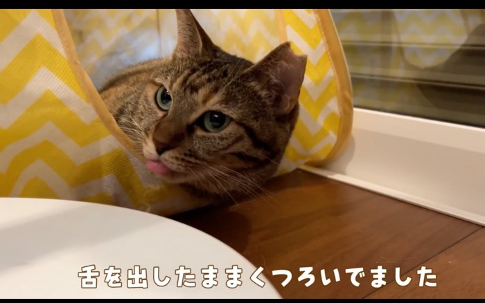 しまい忘れる猫