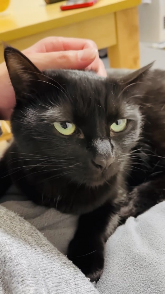 パパの足の上で撫でられる黒猫