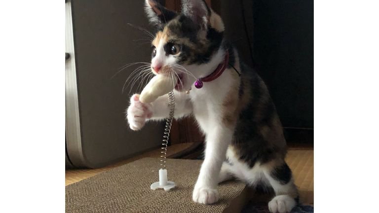 遊ぶ子猫