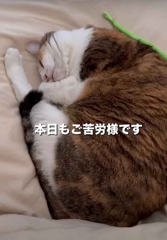 眠る猫