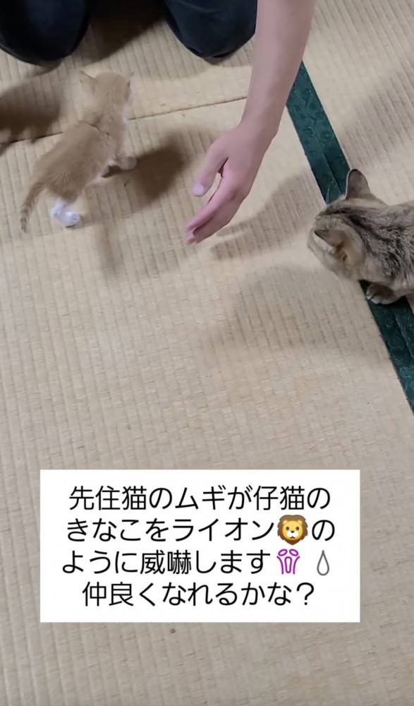 仔猫を威嚇する先住猫