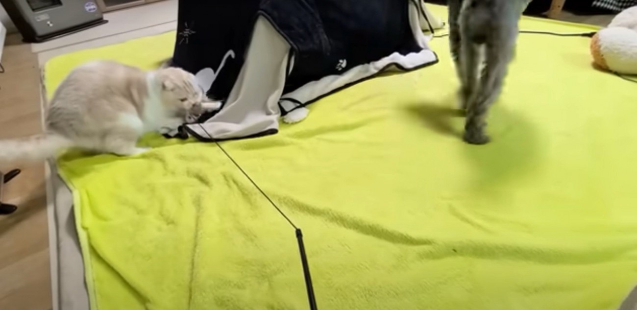 おもちゃをくわえる猫