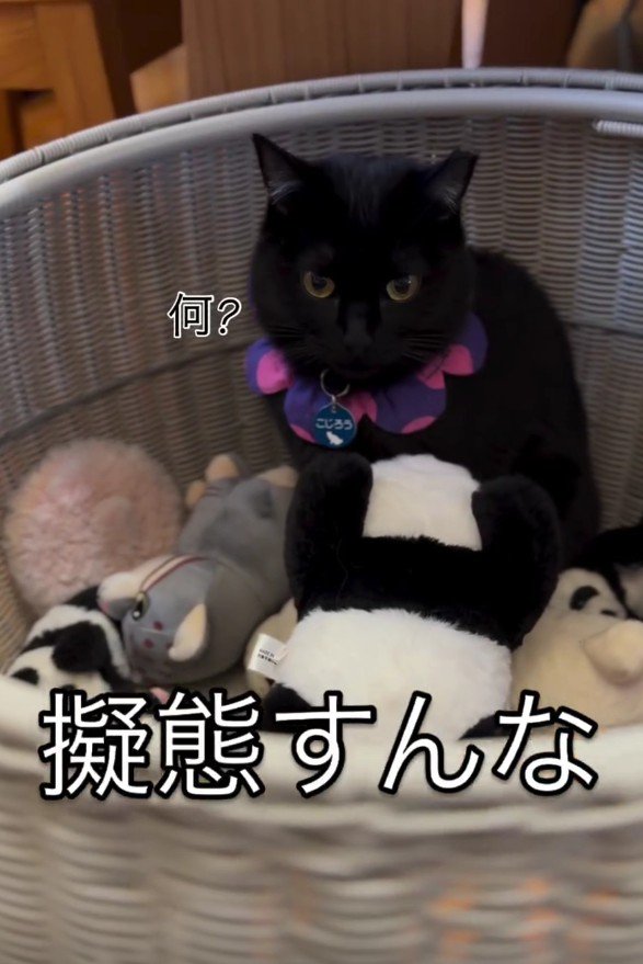 ぬいぐるみ入れに入った猫