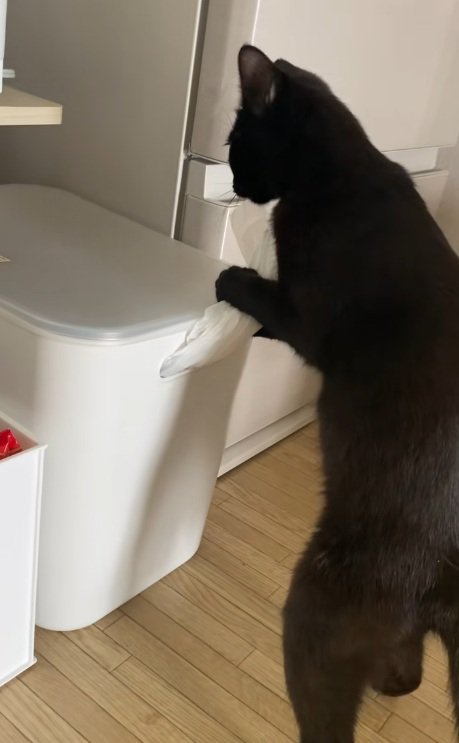 いたずら中に固まる黒猫