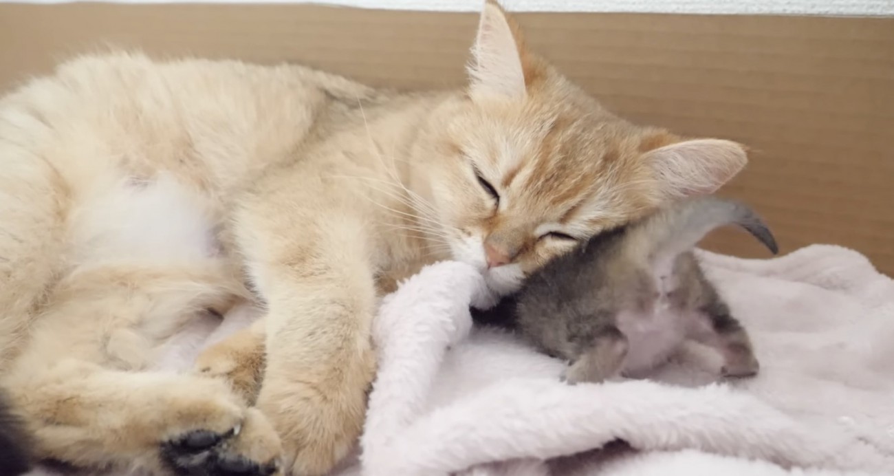 満足気な母猫と抜け出したい子猫