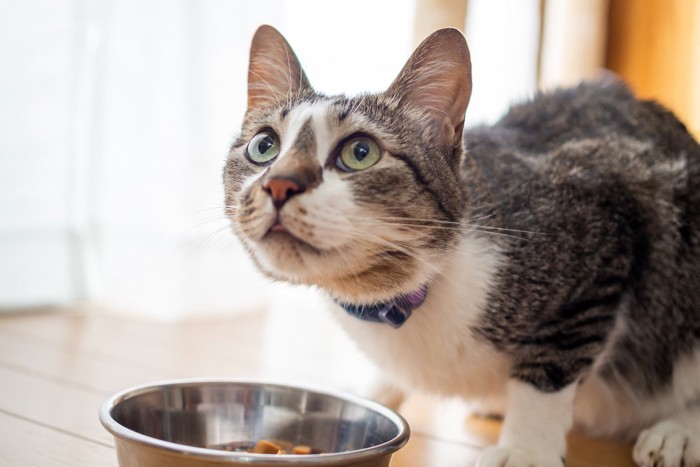 フードを食べながら顔を上げる猫