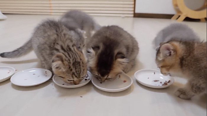 頭を寄せてカツオを食べる子猫たち