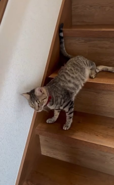 立つ