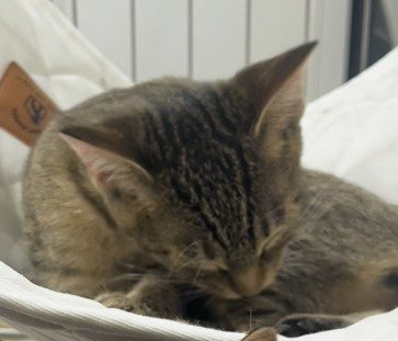 ハンモックの上で毛づくろいをするキジトラ猫