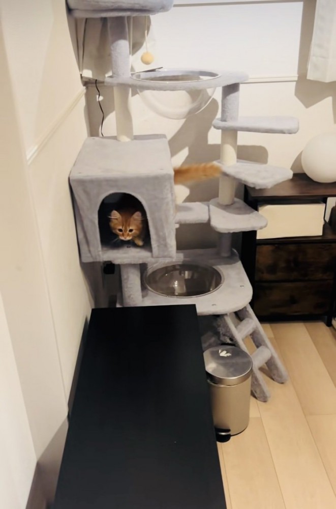 キャットタワーの家をくぐり抜けるミヌエット