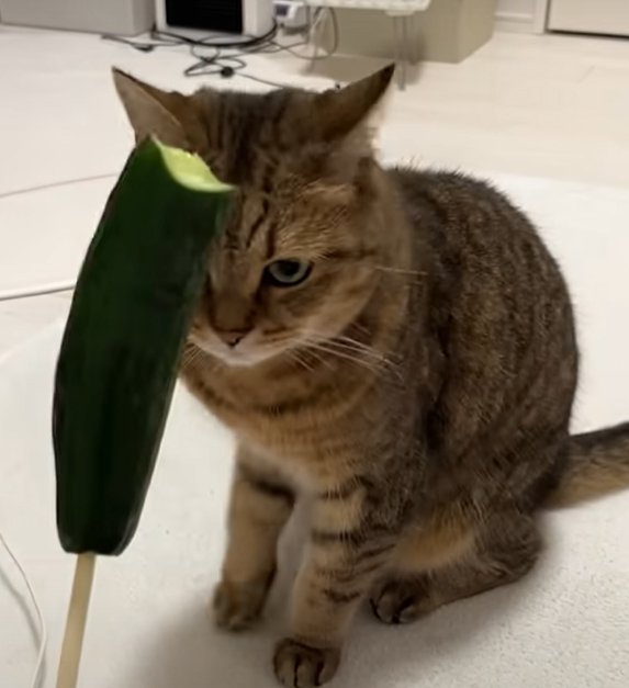 クジラ目できゅうりを見つめる猫