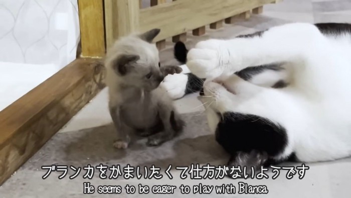 テロップ「ブランカをかまいたくて~」