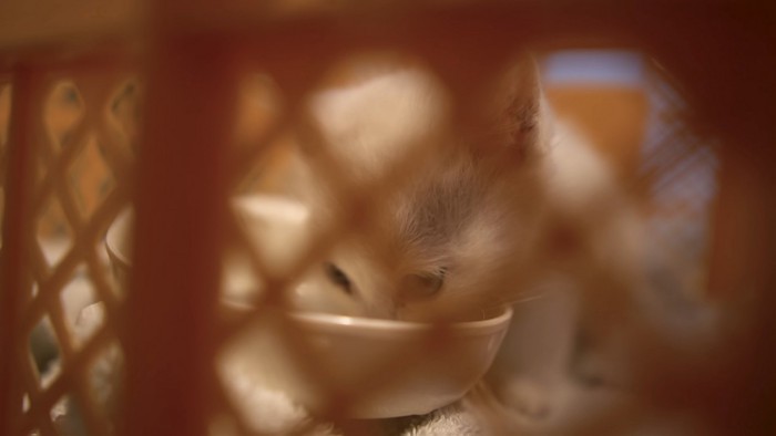 ミルクを飲む子猫