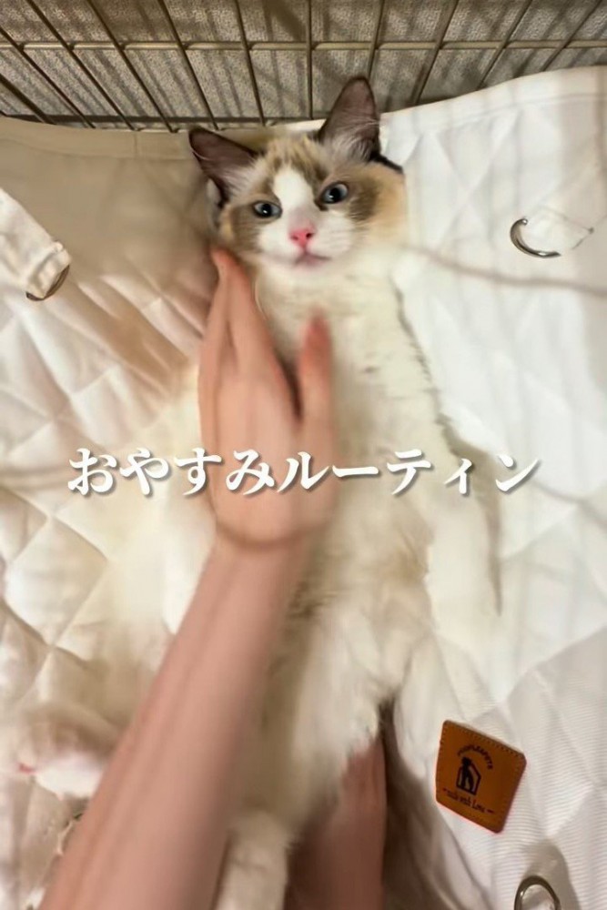 ハンモックに寝かされる猫