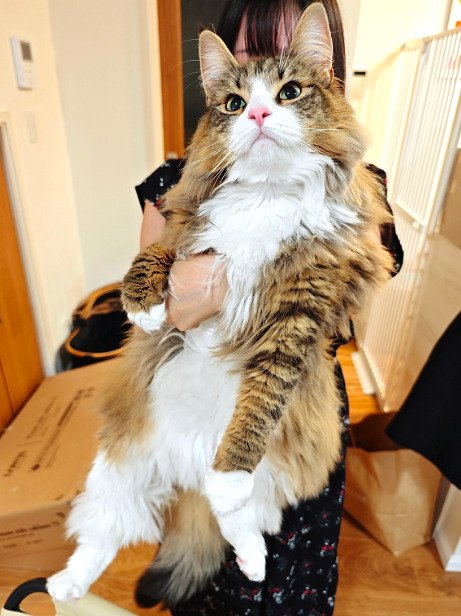 抱っこされる猫