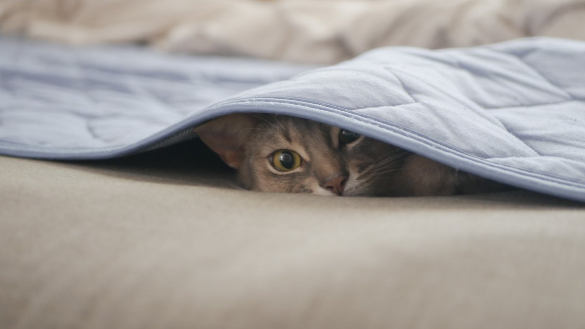 ベッドシーツに隠れる猫