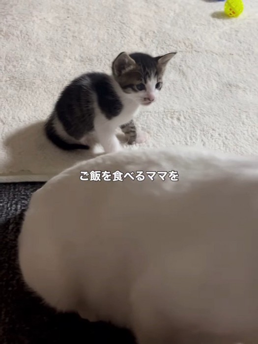 白猫の後ろにいる子猫