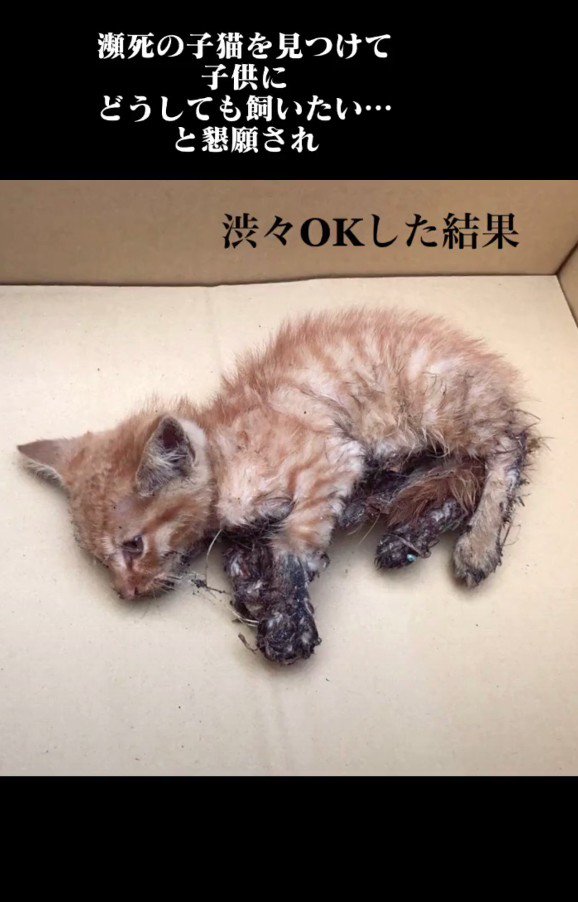 ケガをした子猫