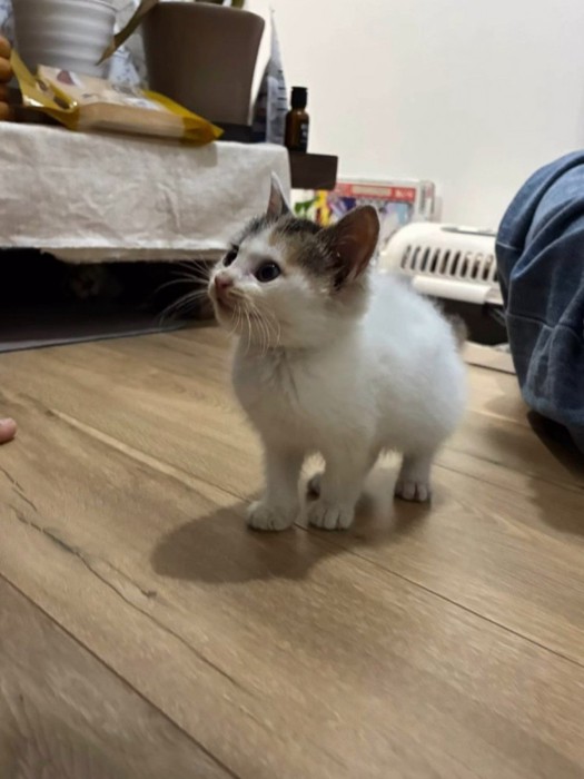 立っている子猫