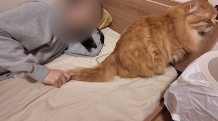 布団の上で人間に甘える猫