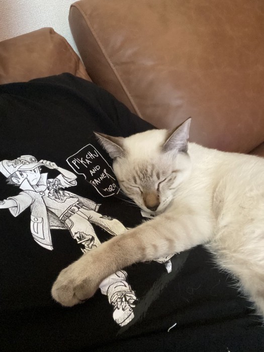 人にくっついて寝る猫