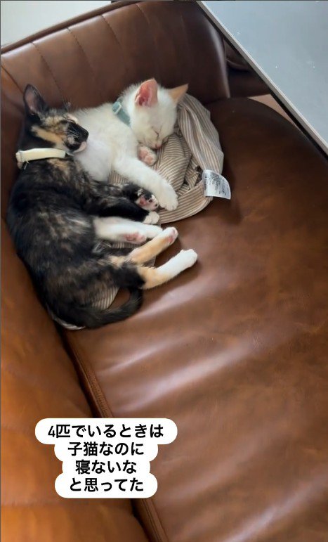 寝ている2匹の子猫