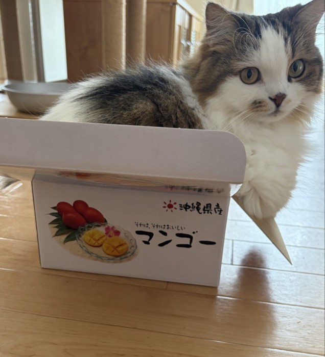 ダンボール箱の中に入る猫
