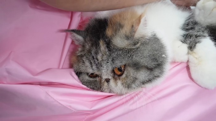 リラックスする猫