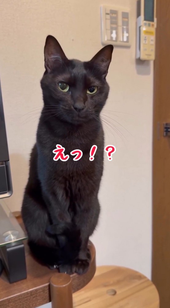 あくびを止めた猫を見て動揺したように声をあげる飼い主