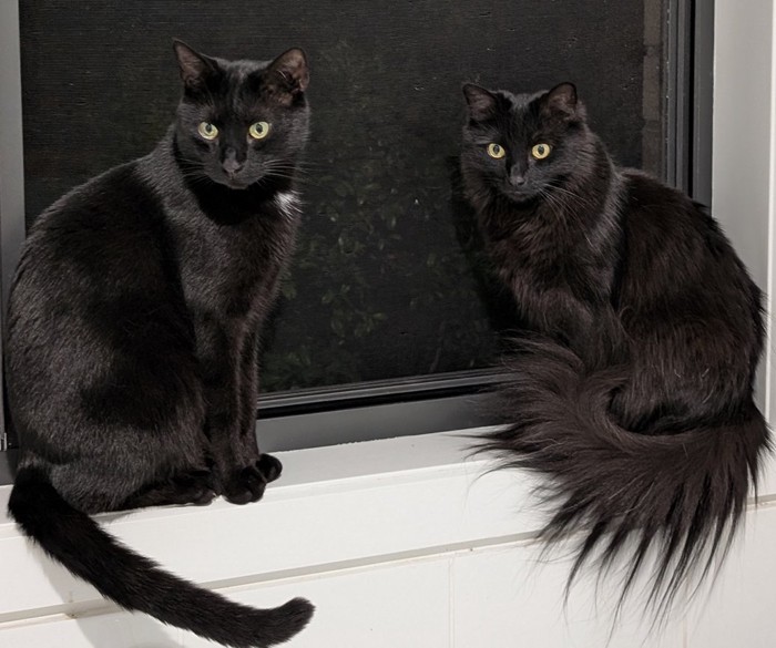 窓辺に座る2匹の猫