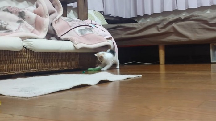 猫じゃらしにパンチする子猫