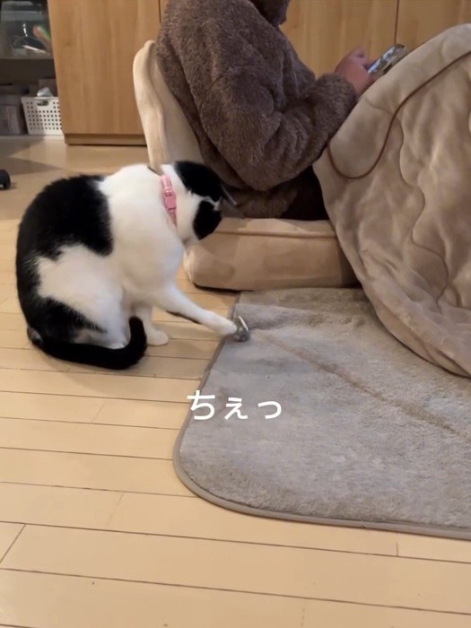 おもちゃに前足を伸ばす猫