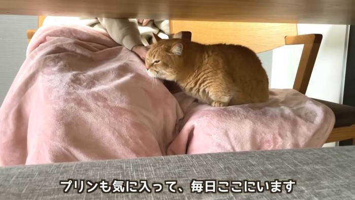 ピンクの電気毛布と茶トラ猫2