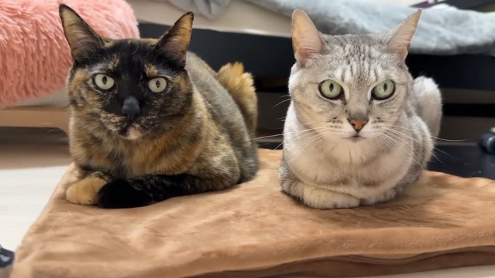 香箱座りする2匹の猫