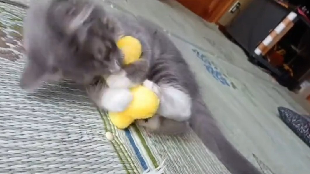 おもちゃで遊ぶ猫