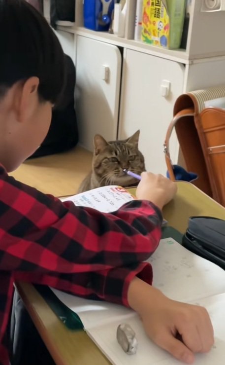 宿題をしている男の子と鉛筆に鼻をあてる猫